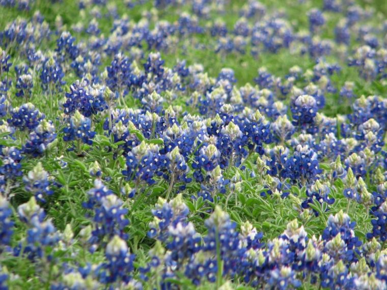 Bluebonnets